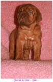 pups2007 116